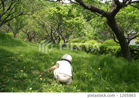 花採摘 花採摘 1205863