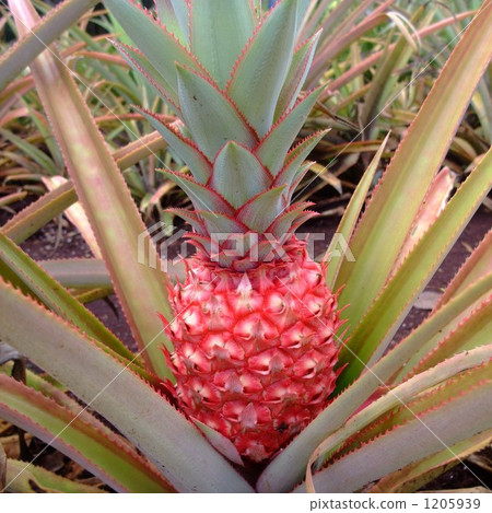 Oahu Fruit Park 1205939