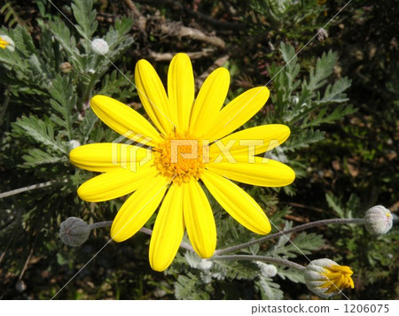 朱利葉斯黛西 1206075