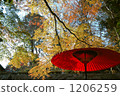 maple, yellow leafe, japanese umbrella 1206259