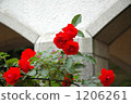 rose, roses, red 1206261