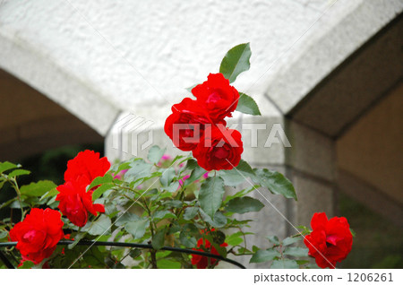 rose, roses, red 1206261