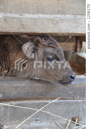 black cattle, calf, cow 1206270