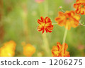 cosmos, cosmea, bee 1206275