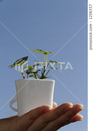 Ivy in hand Ivy in hand 1206357