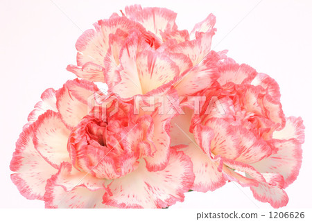 Carnation Carnation 1206626