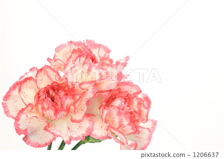 Carnation Carnation 1206637