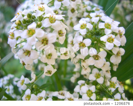 Sweet alicantum 1206876