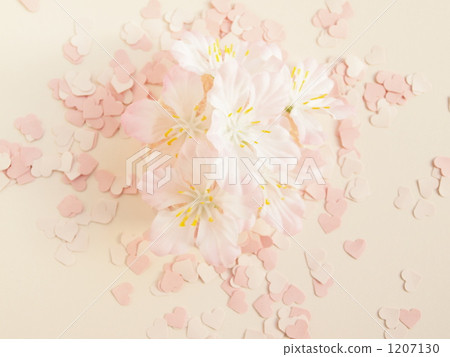 Cherry Blossoms   1207130