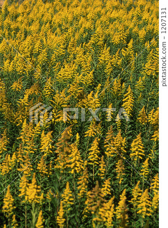 A group of tall high lather grasses 1207131