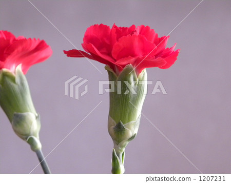 carnation, carnations, bloom 1207231