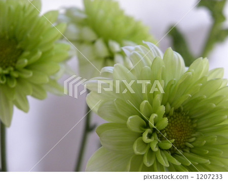 cut flowers, lifting, up 1207233