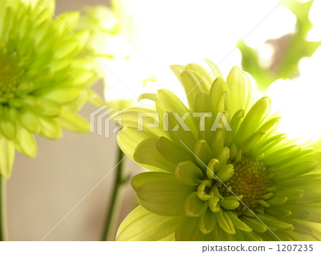 cut flowers, lifting, up 1207235