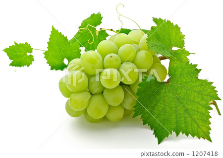 馬斯喀特 馬斯喀特 1207418