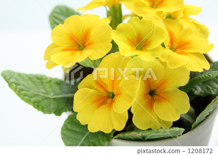 Primula Julien Primula Julien 1208172