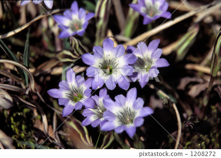 霧島的Haru Rindow 霧島的Haru Rindow 1208272