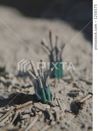 香 灰燼 灰 1208575