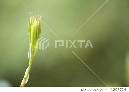 fresh verdure, tender green, verdure 1208724