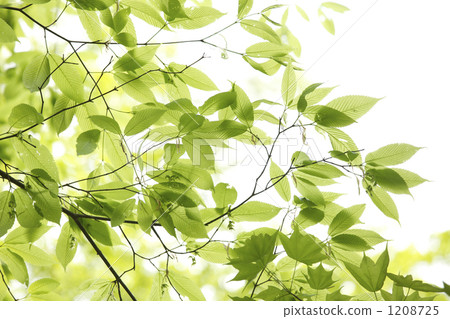 Green of fresh green Green of fresh green 1208725