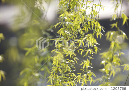 New Green Willow New Green Willow 1208766