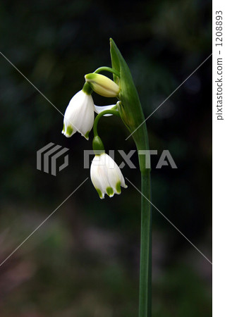 Up blooming snowflake (Suzuran Narcissus) Up Pure white and pretty flowers 1208893