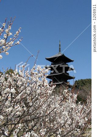 Along with the arrival of spring, the plum blossoms are on the Kibi route. An impressive five-storied pagoda towers 1208911
