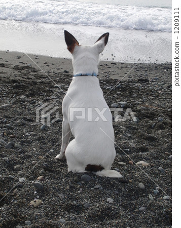 white dog, jack russell terrier, jack russell 1209111