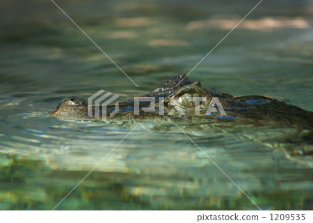 alligator, crocodile, crocodilian 1209535