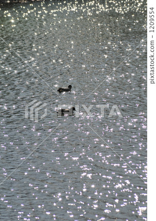 water surface, duck, aqua 1209554