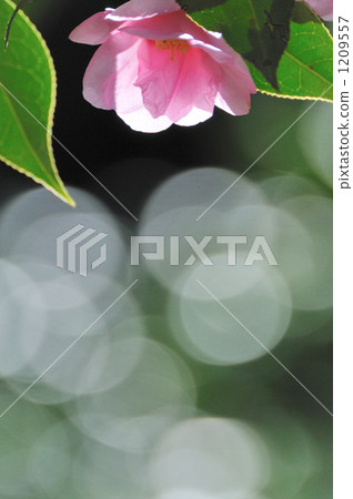 camellia, japanese camellia, green leaf 1209557