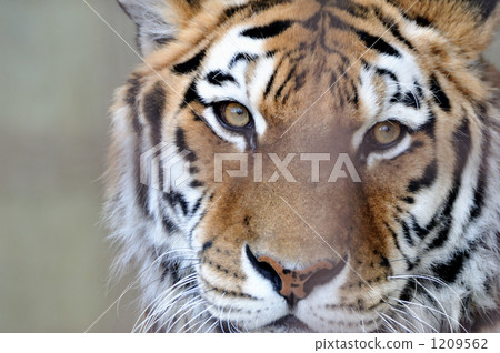 tiger, tigers, stare 1209562