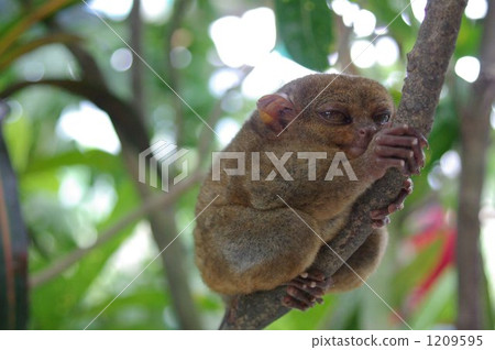 Tarsha glasses, Philippine inhabitants 1209595