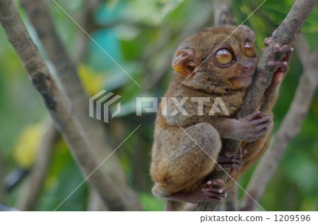 Tarsha glasses, Philippine inhabitants 1209596