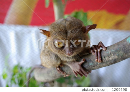 Tarsha glasses, Philippine inhabitants 1209598