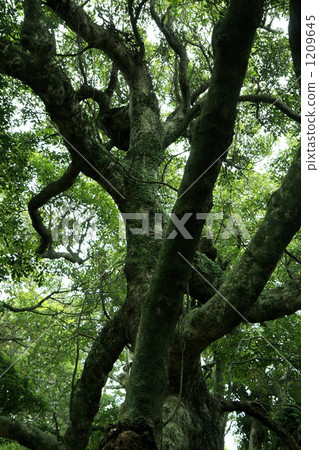 A big tree in the forest A big tree in the forest 1209645