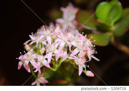 金黃樹開花的樹 1209718