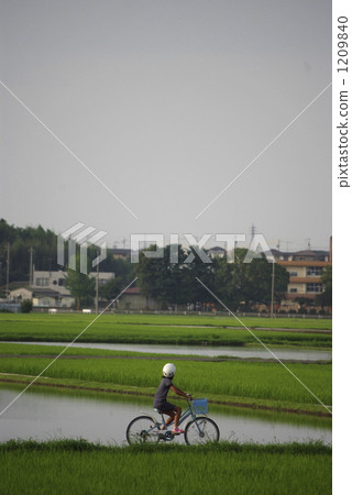 水稻 孩子 小孩 1209840