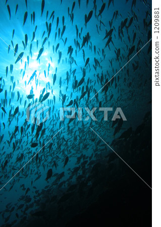 Small fish, in the sea, undersea 1209881