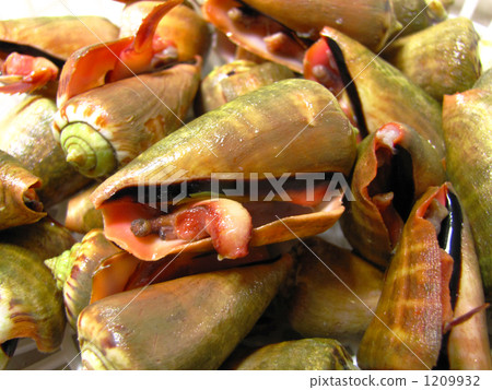 Tirada Tobinja Chamera shellfish 1209932