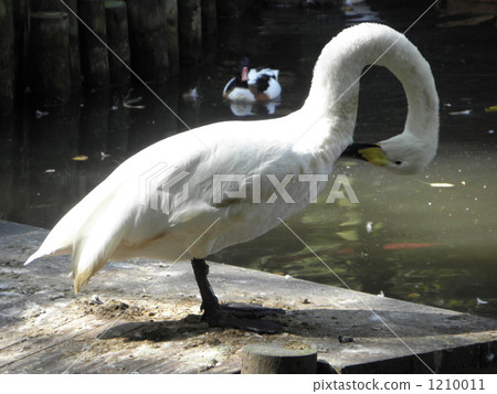 A swan that makes a bow 1210011