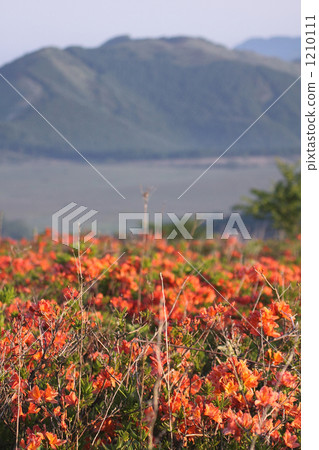 Renge杜鵑花③ 1210111