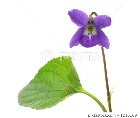 Odorous violet Odorous violet 1210169