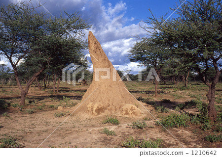 anthill 1210642