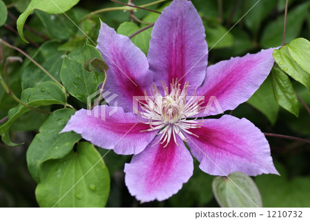clematis, buttercup, buttercups 1210732