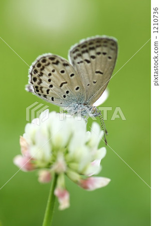 brackish water clam, silver-studded blue, lycaenidae 1210736