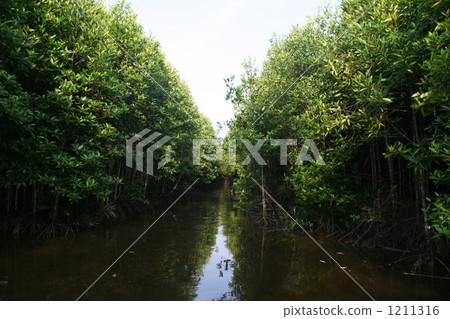 紅樹林 1211316