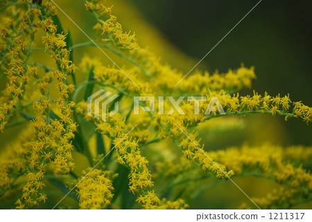 成長中的明星 1211317