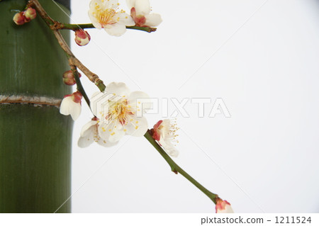 孔雀綠 青竹 竹子 1211524