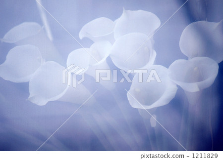 bouquet, bunch of flower, color 1211829