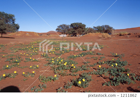 apricot-color, the world's oldest, red sand desert 1211862